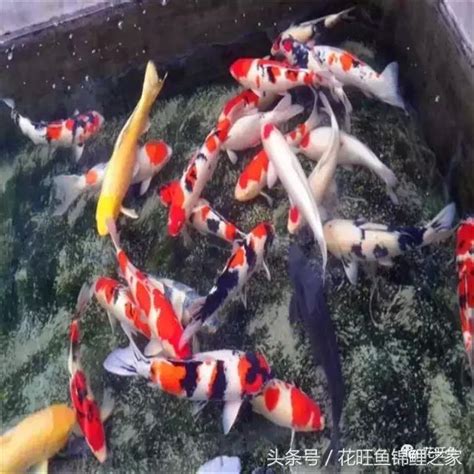 招財錦鯉|【錦鯉魚與風水】這品種奇數擺西方最招財 